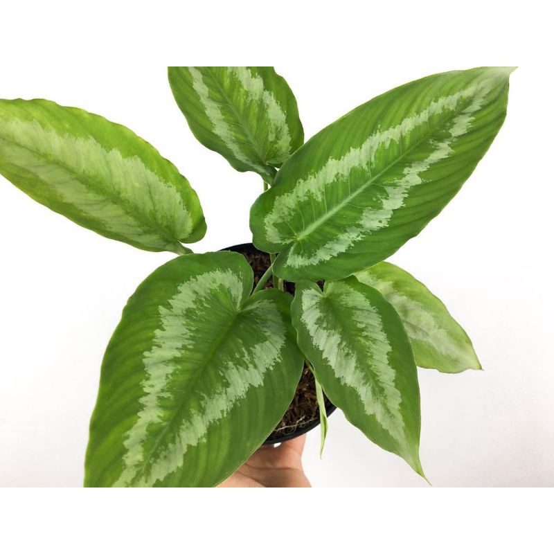 tanaman hias homalomena - homalomena