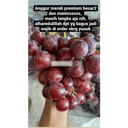 

anggur merah dan black autumn grapes /anggur hitam manis