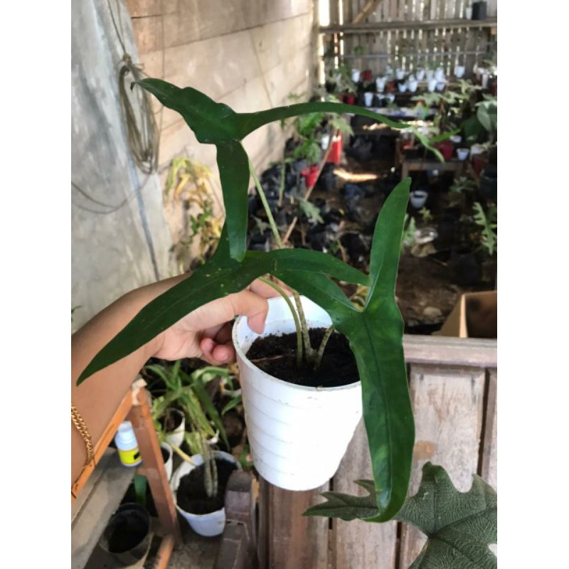 Alocasia sp Sulawesi