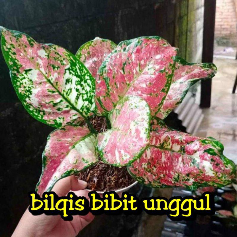 bunga aglonema three colour besar  thre colour color tre_tree_tri colour _tricolor_tricolour_