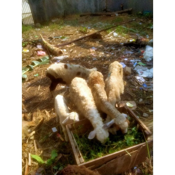 

domba akikah harga ekonomis