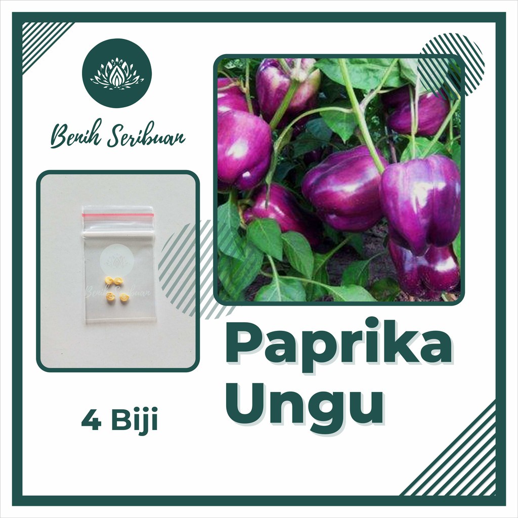 4 Bibit Paprika Ungu F1 Purple Star Super Benih Sayuran Unggul Known You Seed Tanaman Sayur Seribuan