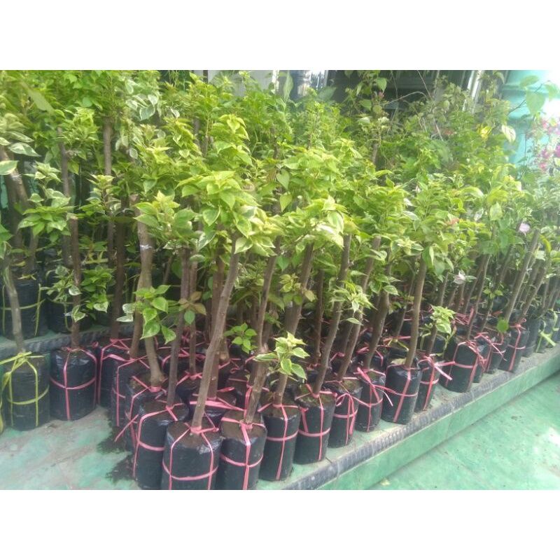 bibit Bougenville-bugenvil 3 warna