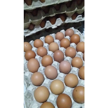 

telur ayam