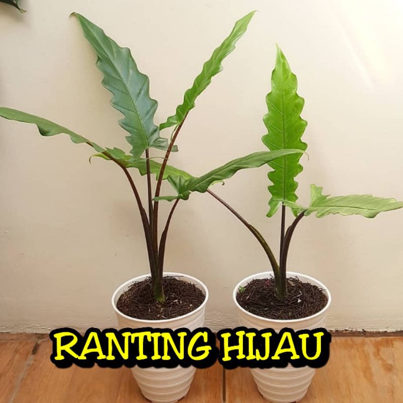 bunga alocasia lauterbachiana alokasia Kris papua_alokasia Keris papua_keladi keris papua