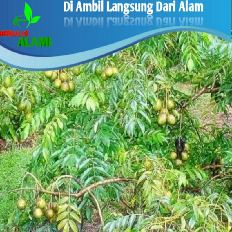 

Daun Kedondong Herbal, Obar Wasir,Obat Diet, Mencegah Rabun