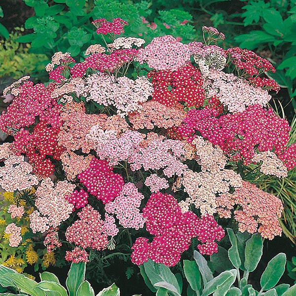 Benih Bibit Biji - Bunga Achillea Summer Berries Improved / Rainbow Yarrow Flower Seeds - IMPORT