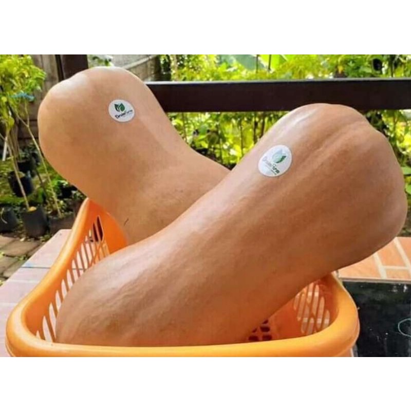 

buah labu madu manis terlaris cod