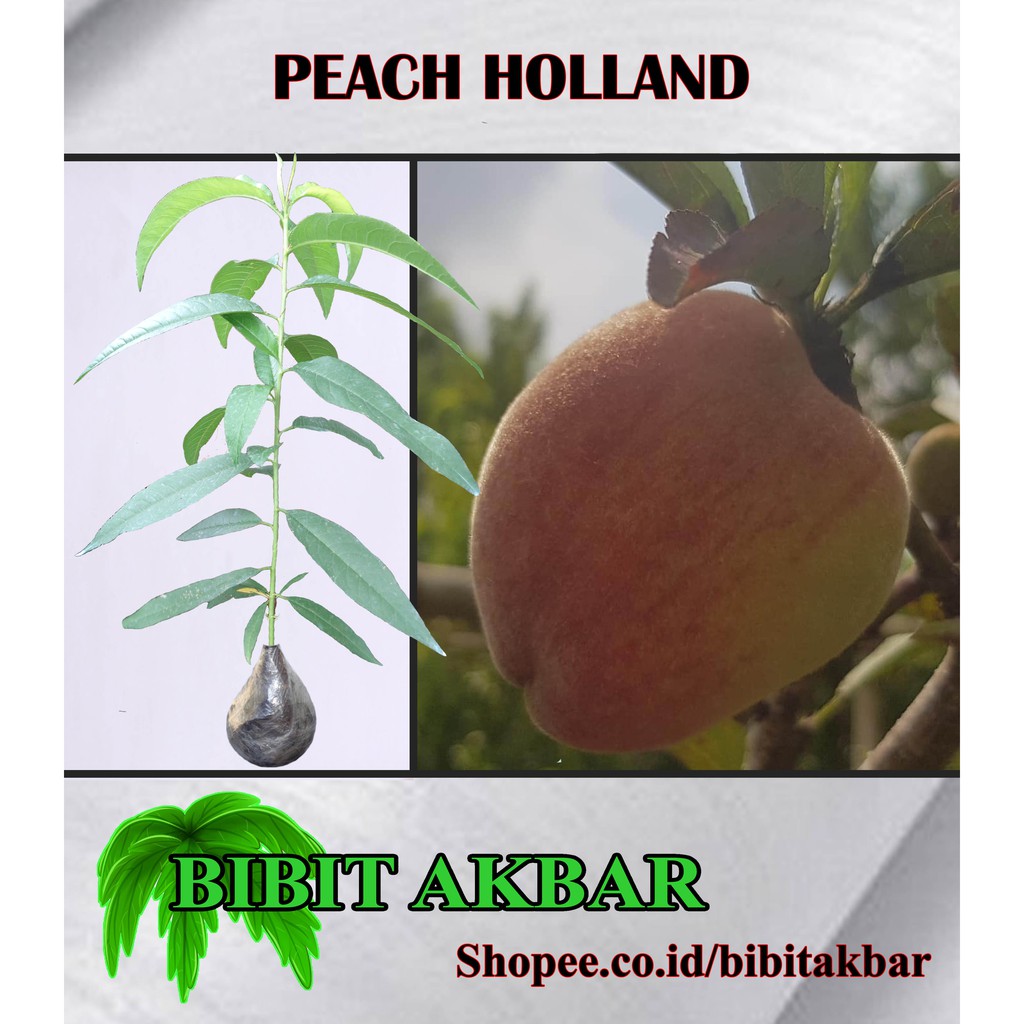 Bibit Tanaman Buah Peach Holland