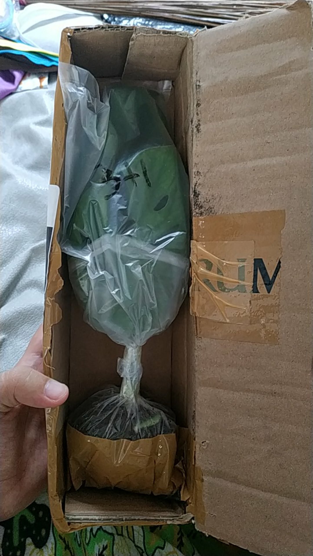 Bonggol Fresh Cutting Janda Bolong