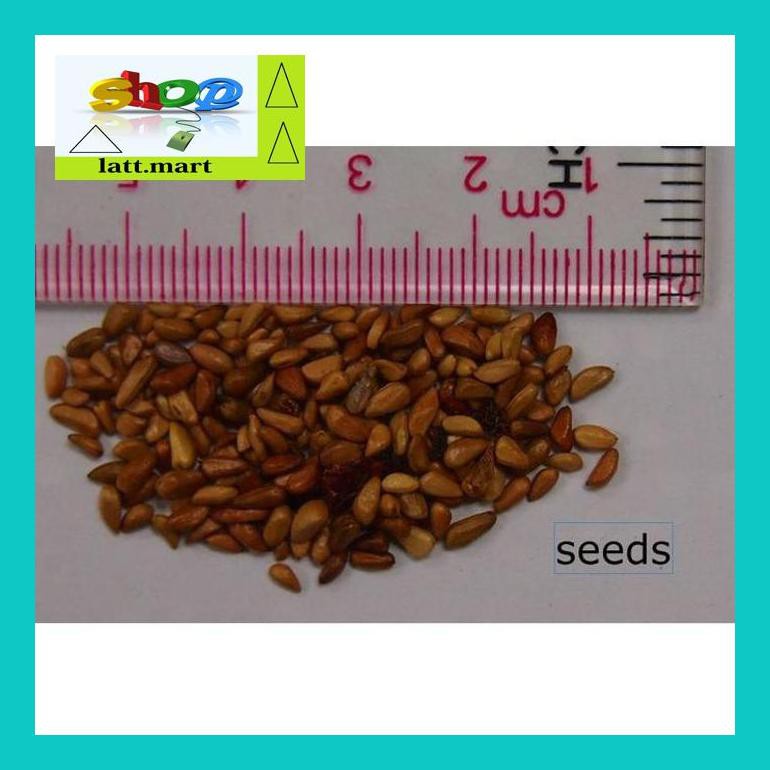 

Yu04Yts Bibit / Benih / Seeds Bunga Mawar Rambat Red Climbing Rose Yul0F40Ul