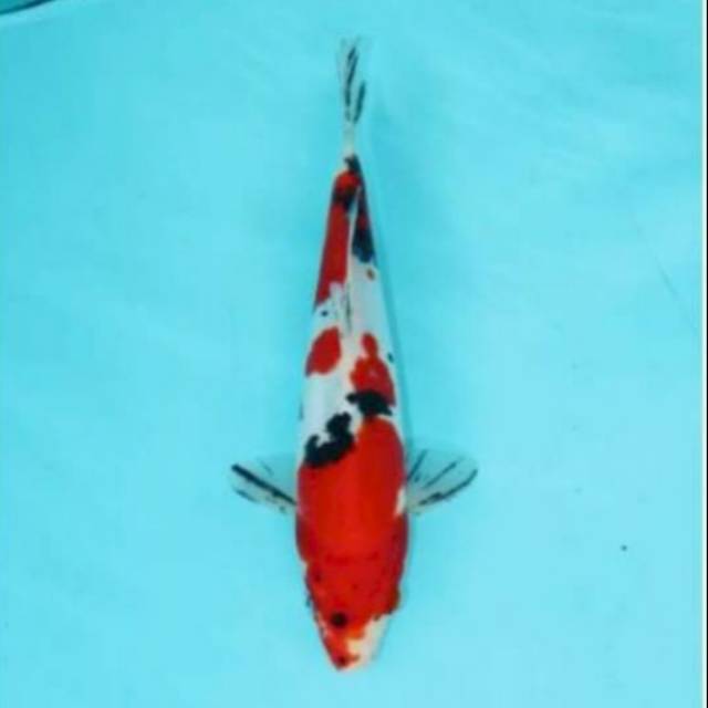 Ikan Koi Showa Doitsu 23 cm asli Blitar, Bergaransi