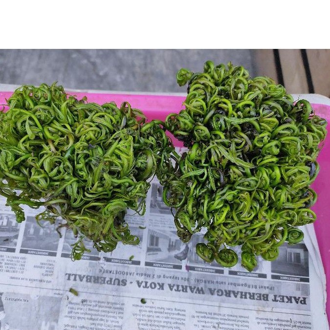 

Sayur pakis / sayur paku