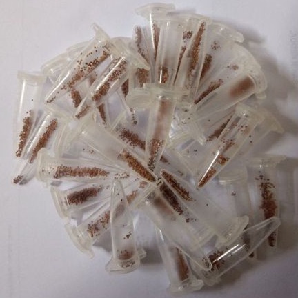 Biji kaktus gymno mix ( ±100pcs)