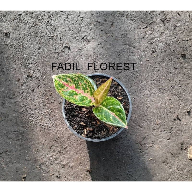 aglonema dolores baby SEED_AGLONEMA