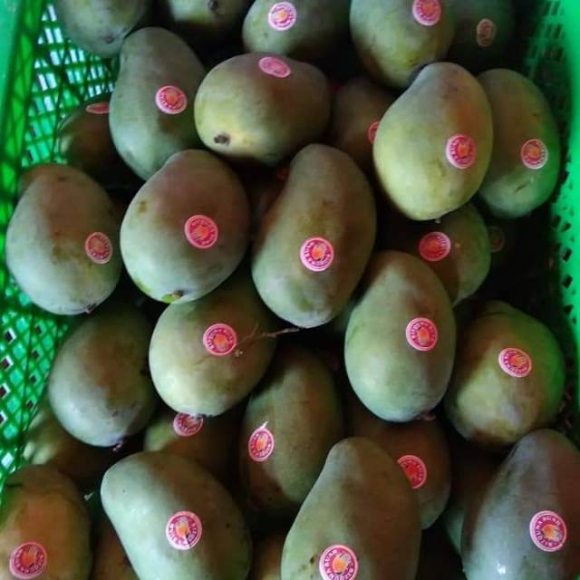 

Mangga gadung