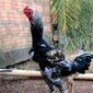 

TELUR TETAS AYAM GODZILLA F1