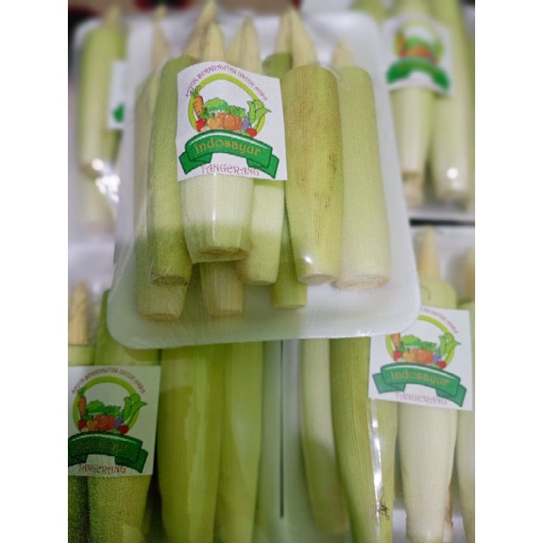 

jagung soleng/potren