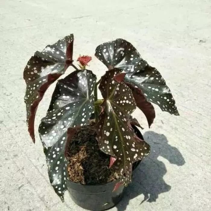 PROMO tanaman hias begonia mocca - tanaman begonia - begonia - begonia mocca