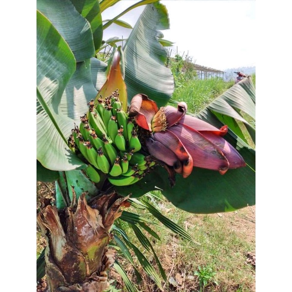 Bibit pisang brazil super unggul