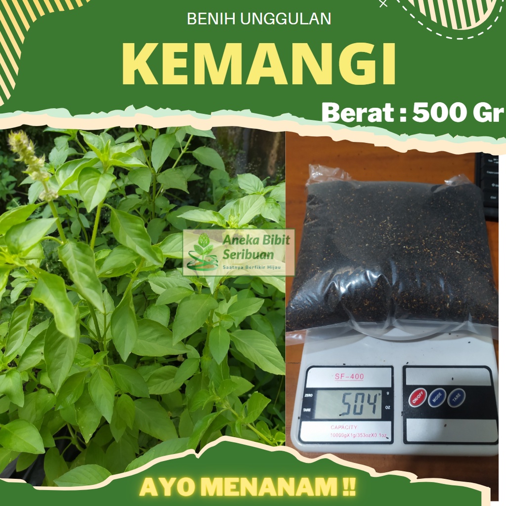 (500 Gram) Benih Kemangi Lalap Bibit Sayuran Unggul Berkualitas Bibit Benih Daun Kemangi