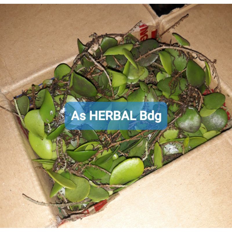 

Paket hemat 500 gram daun sisik naga atau picisan segar-az