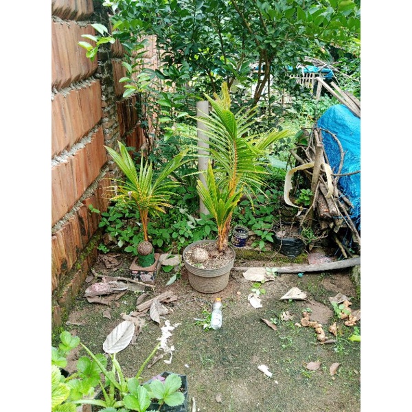 bahan bonsai kelapa gading cabang 3