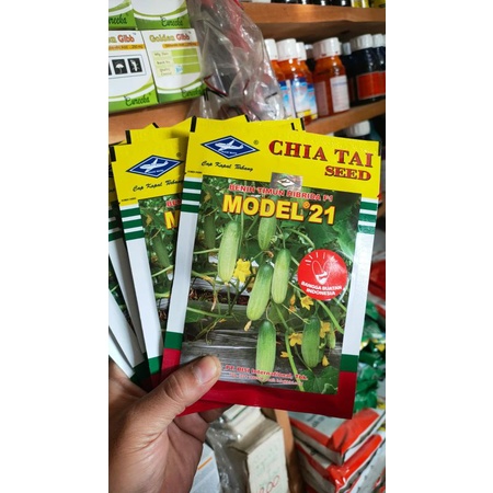 benih timun MODEL 21