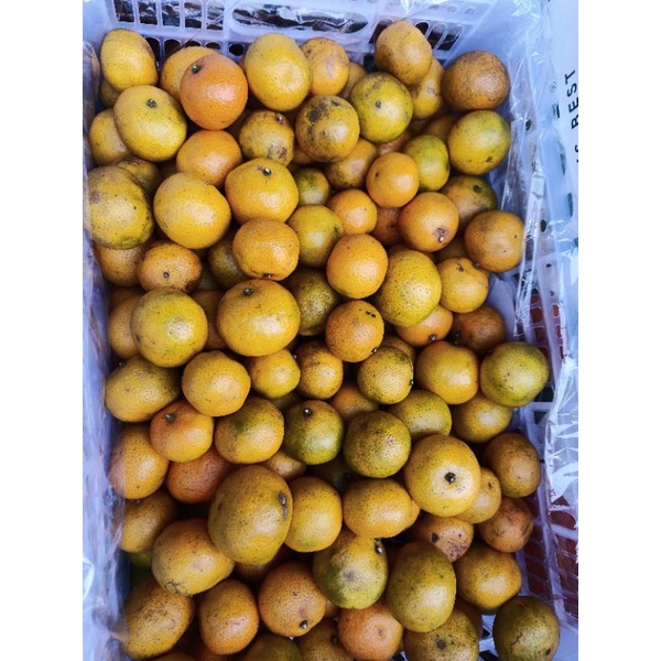 

jeruk Santang segar 500 gram