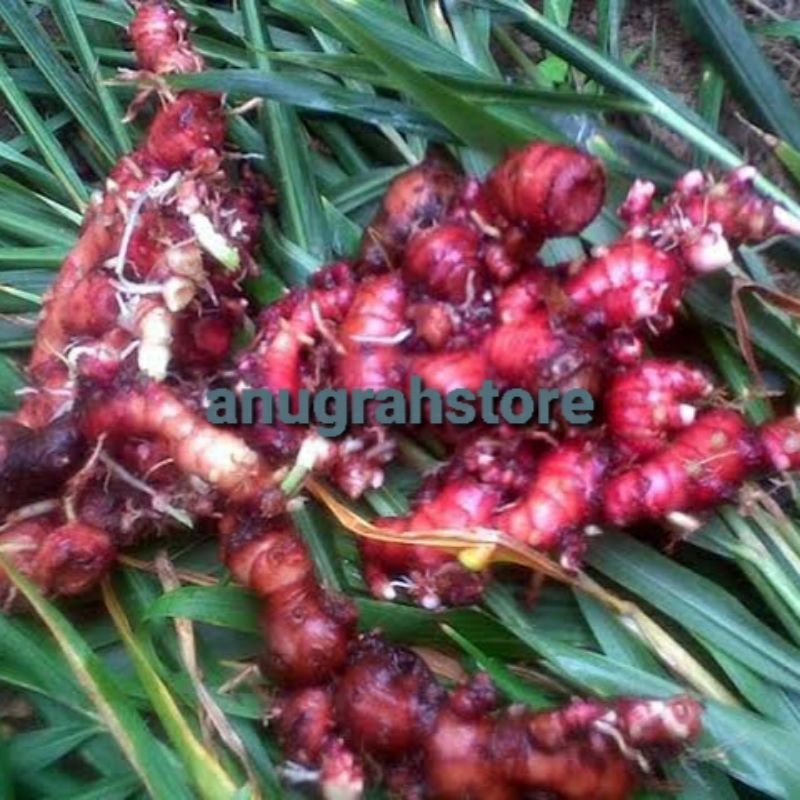 

bibit jahe merah super 1 kg rimpang