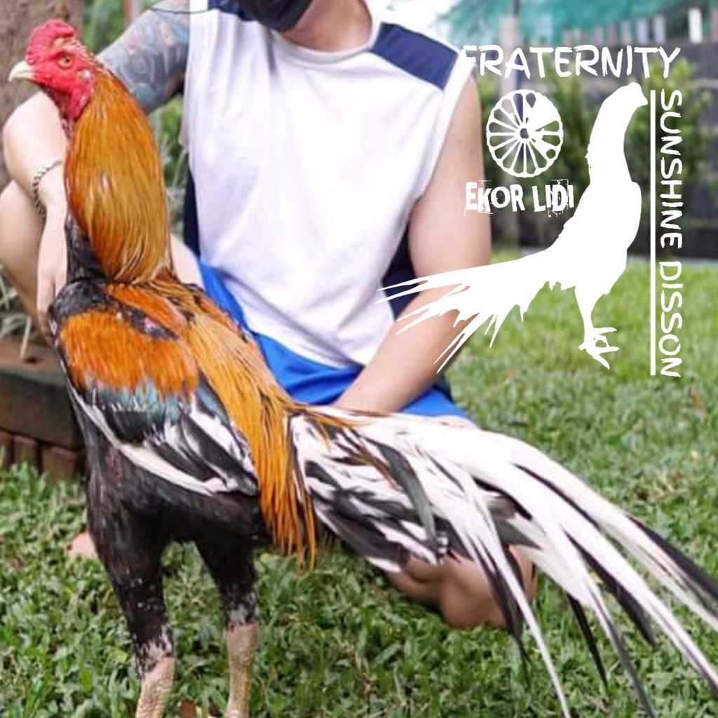 Ayam Bangkok Hias ekor lidi shunsine disson