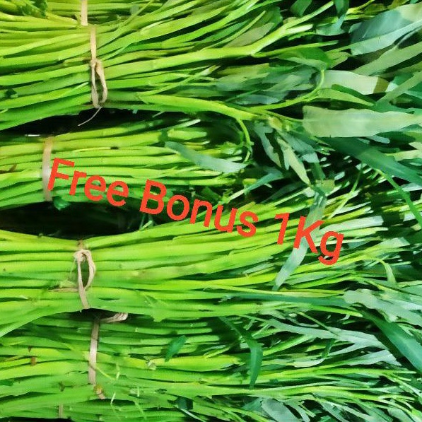 

Kangkung + Gratis Bonus