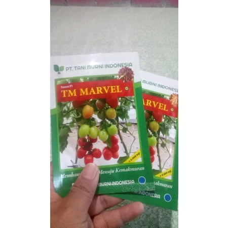 benih TOMAT TM MARVEL F1