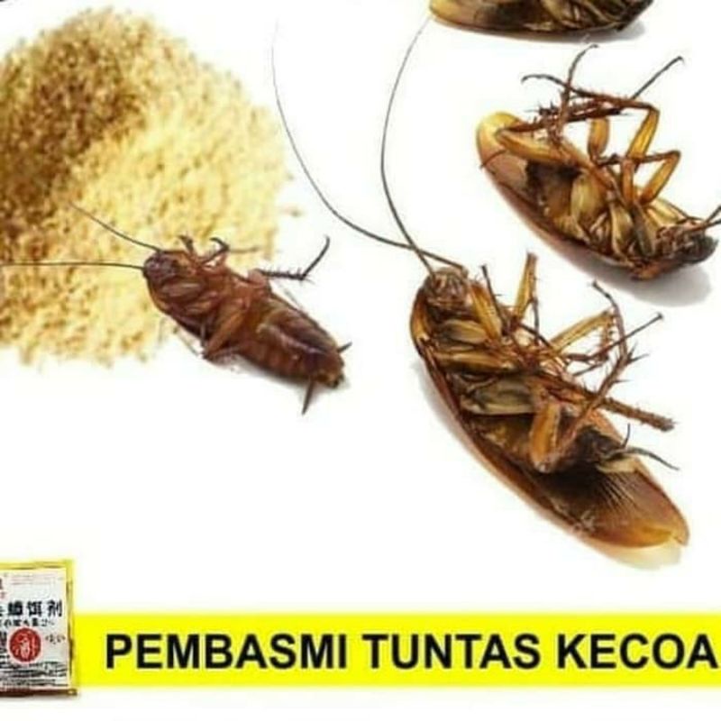 Racun Kecoa Ampuh / Obat Pembasmi Kecoa / Miejiging Powder Bubuk Pembasmi Kecoa