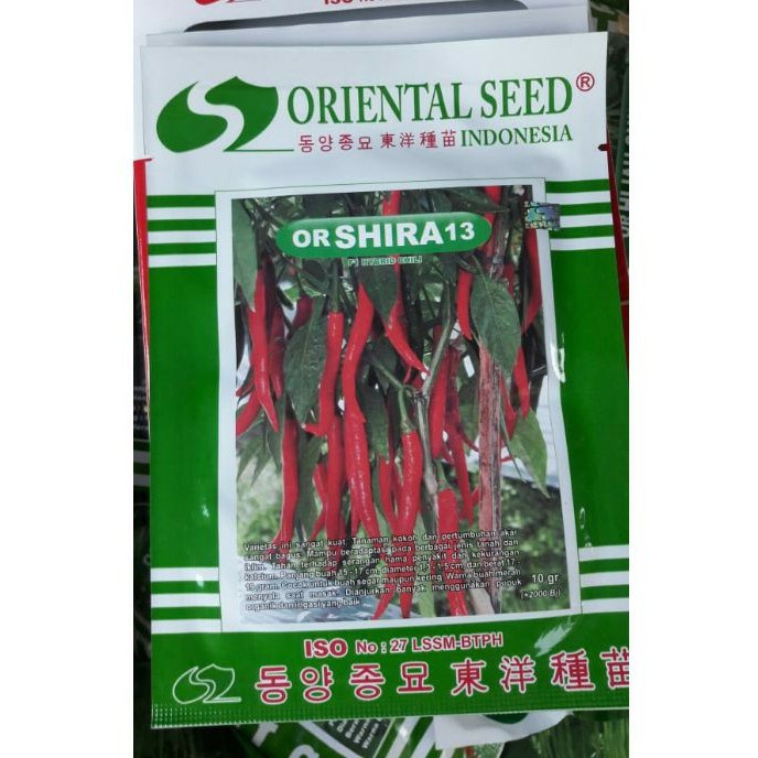 BENIH CABE BESAR OR SHIRA 13 DARI ORIENTAL SEED