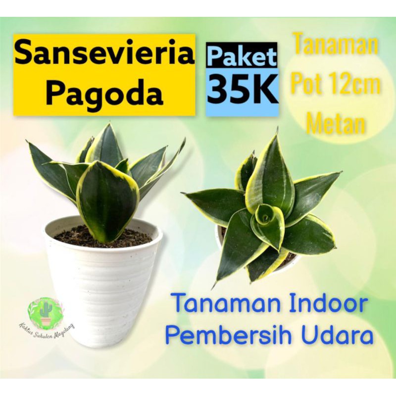 Sansivera Pagoda paket 25k