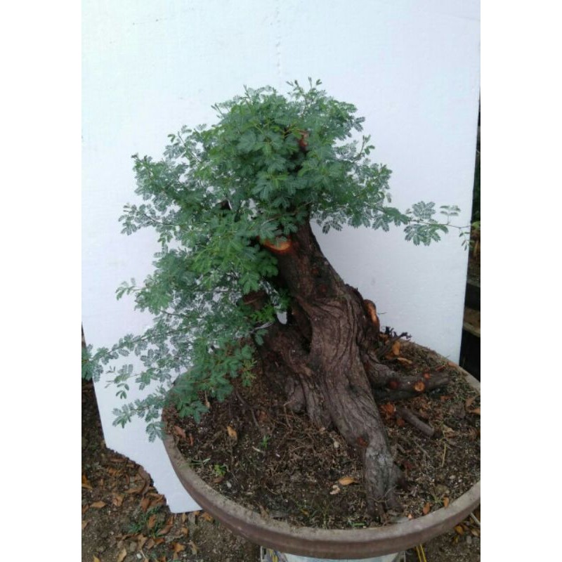 Bonsai Arabika / Klampis Ireng