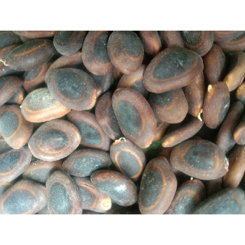 

Biji Kedawung kedaung parkia Roxburghii sengon buto