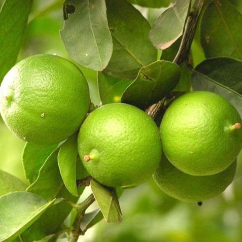 Benih / Biji Buah Jeruk Nipis
