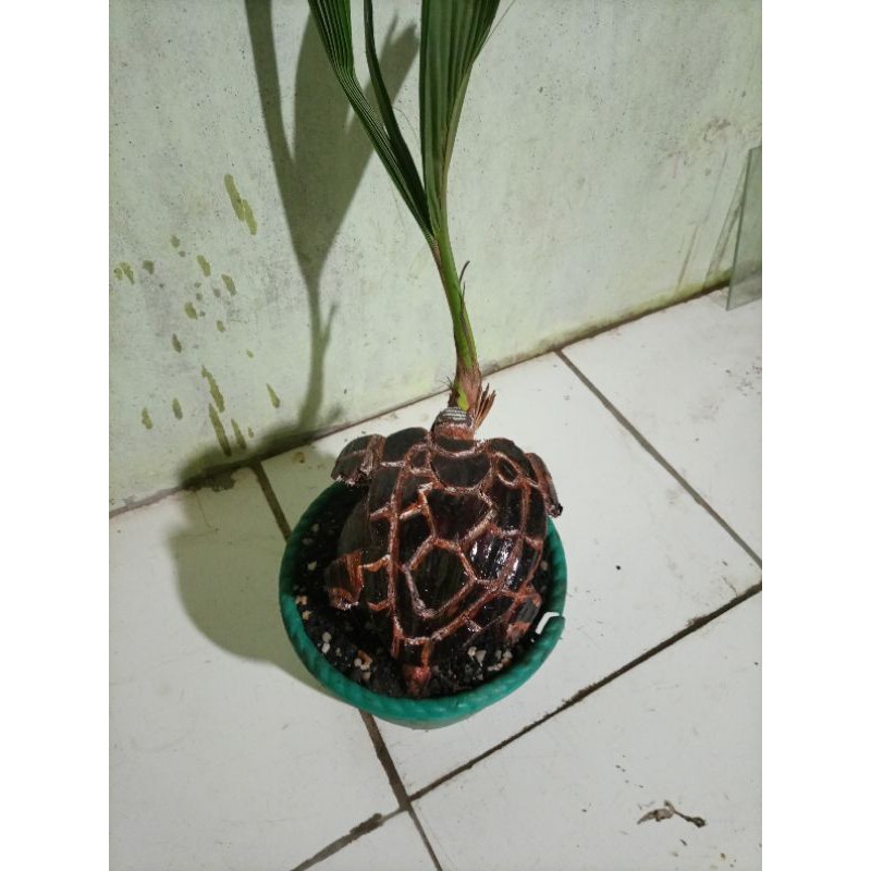 bonkla motif kurakura