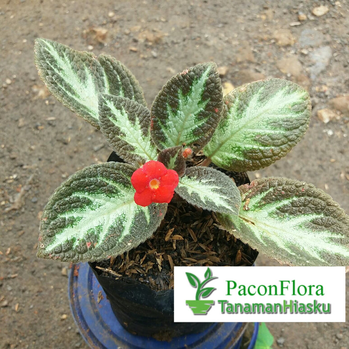 tanaman hias gantung - beludru episcia - bludru hitam putih - episcia