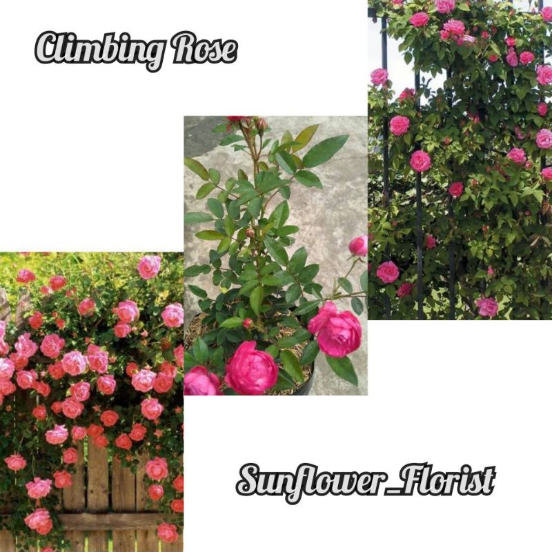 Paket 5 Bibit Bunga Mawar Rambat / Climbing Rose