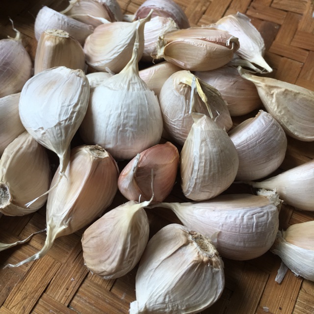 

Bawang Putih Kating