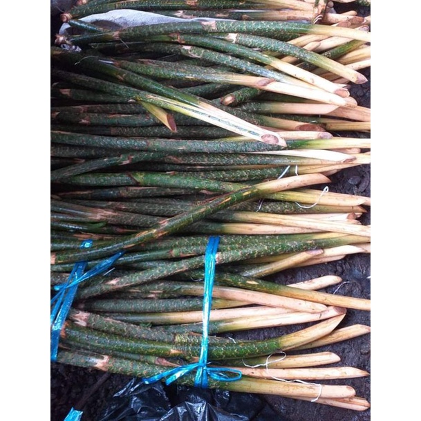 

1 PAKET UMBUT ROTAN ISI 5