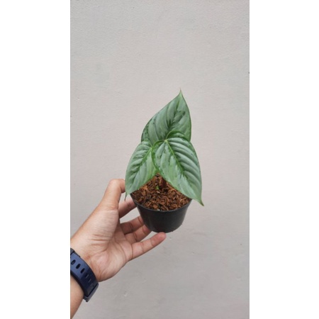 Jual Philodendron Siduroi Shopee Indonesia