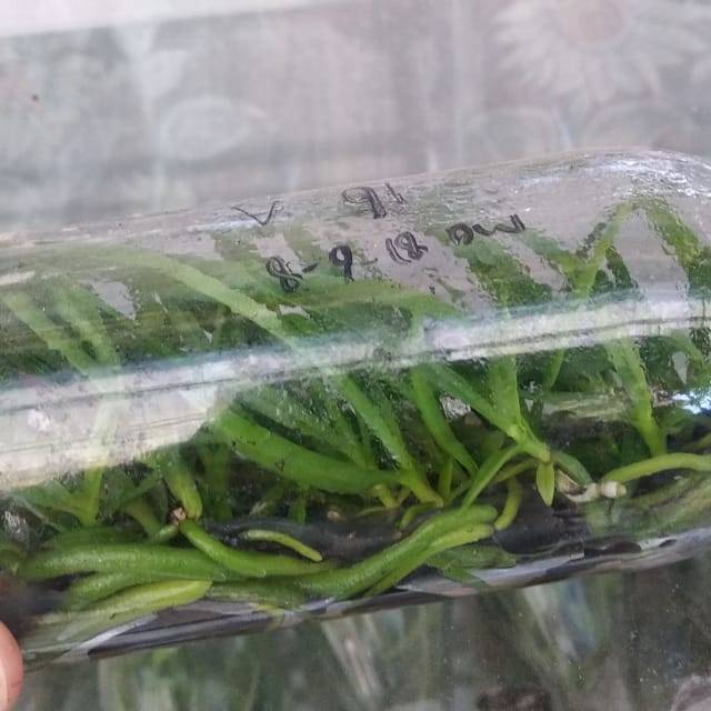 Bibit Anggrek Dendro