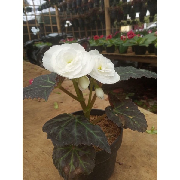 BEGONIA MAWAR