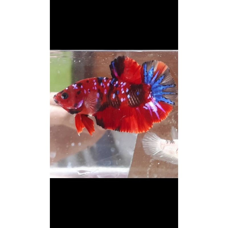 IKAN CUPANG KOI . HOBBY DAN KOLEKSI untuk hiasan akuarium