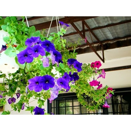 Tanaman Bunga Petunia Hybrida Pot Gantung Bibit Tanaman Hias Bunga Shopee Indonesia