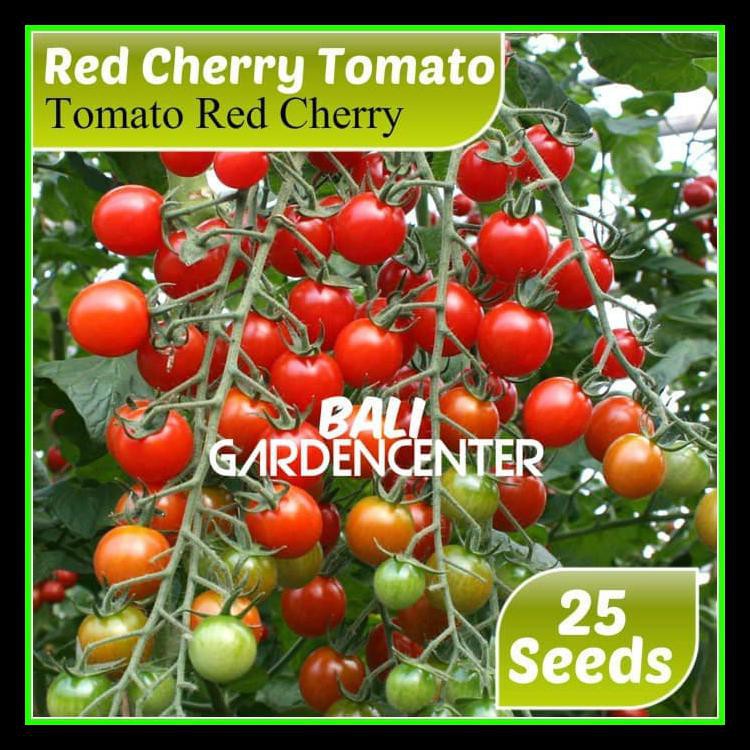Benih Bibit Biji Tomato Cherry Red Import